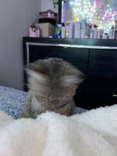 a cat is sitting on the bed with its eyes closed