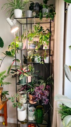 a room filled with lots of potted plants on top of metal shelving units