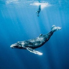 a humpback whale swimming in the ocean with a man swimming by it's side