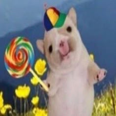 a pig with a party hat holding a lollipop