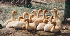 a bunch of ducks that are standing in the dirt