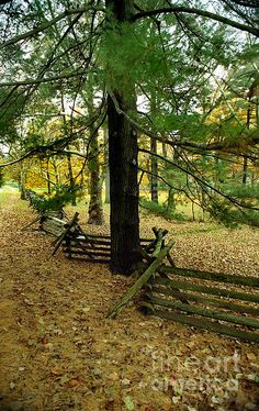 a wooden bench sitting under a tree in the woods