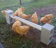 several chickens are walking around in the grass near a bench and some concrete blocks on the ground