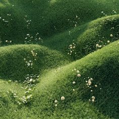 an aerial view of green grass with white flowers growing on the top and below it