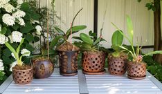 there are many potted plants on the table