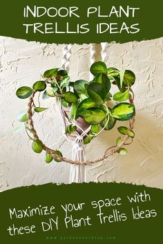 an indoor plant that is hanging on the wall with text overlay reading, how to use indoor plant trelliss