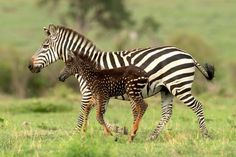 two zebras are walking in the grass with each other and one is holding its baby