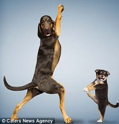 two dogs are jumping in the air to catch a frisbee with their paws