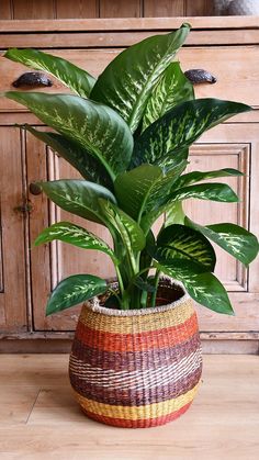 a potted plant sitting on top of a wooden table