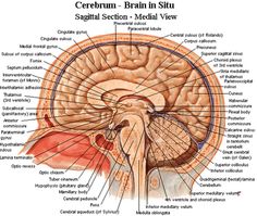 the structure of the human head and neck with labels on each side, labeled in red