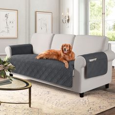 a large brown dog laying on top of a couch in a living room next to a coffee table