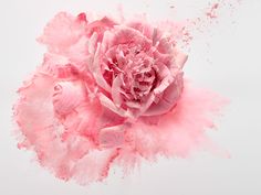 a pink flower is sprinkled with powder on a white background in the air