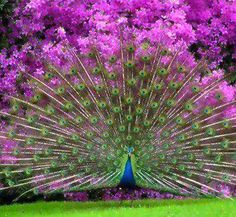 a peacock with its feathers spread out in front of purple flowers