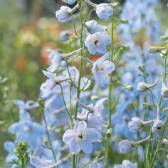 some blue flowers are growing in the grass