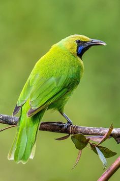 a green bird sitting on top of a tree branch