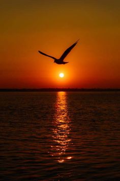 a bird flying over the ocean at sunset