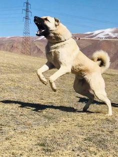 a dog jumping in the air to catch a frisbee with it's mouth