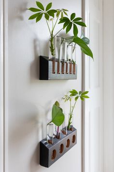 some plants are growing in glass vases on the wall