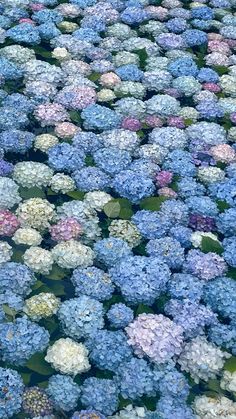 many blue and white flowers are in the water