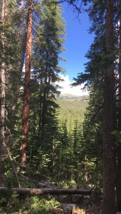 a forest filled with lots of trees and tall pine trees on the side of a hill