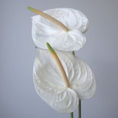 two white flowers with green stems in front of a gray background