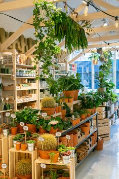 many potted plants are on shelves in the store