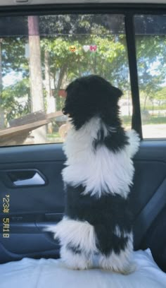 a black and white dog sitting in the back seat of a car looking out the window