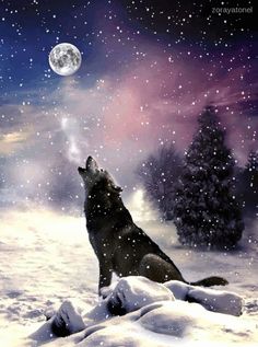 a wolf standing in the snow looking up at the moon