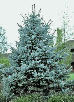 a blue fir tree in a garden surrounded by flowers