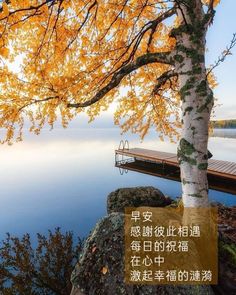 a tree with yellow leaves next to a body of water and a dock in the background