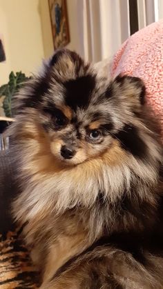 a small dog sitting on top of a couch