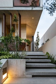 concrete steps lead up to the upper level of a modern house with plants on either side