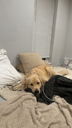 a large dog laying on top of a bed next to pillows and blankets with headphones in it's ears