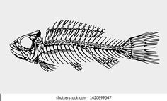 a fish skeleton is shown in black and white