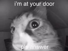 a black and white photo of a cat with the caption i'm at your door pls answer