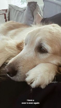 a white dog laying on top of a couch