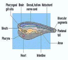 the structure of an animal's body and its parts labeled in english or spanish