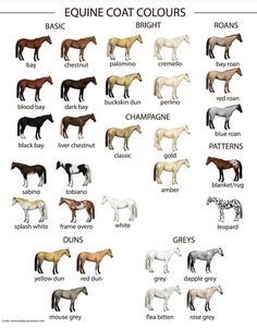 an image of different types of horses in english and spanish words on a white background