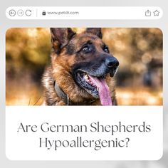 a german shepherd dog with its tongue hanging out and the caption is in front of it