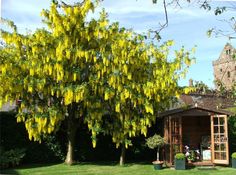 a tree with yellow flowers in front of a small building and green grass on the ground