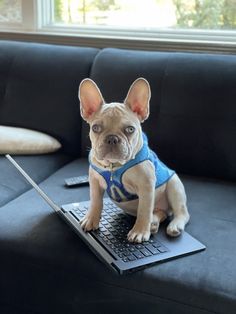 a small dog is sitting on top of a laptop computer while wearing a blue shirt