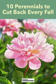 pink flowers with green leaves and the words 10 perennials to cut back every fall