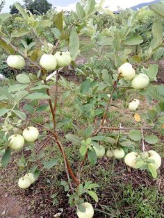 an apple tree with lots of green apples growing on it