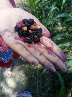 a person holding out their hand with some fruit on it and dirt all over the palm