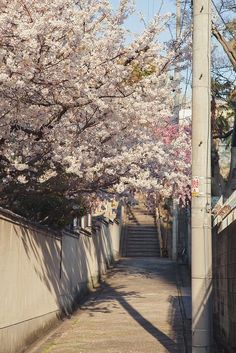 an alley lined with cherry blossom trees on both sides