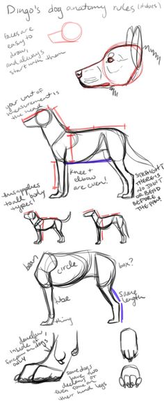 some drawings of dogs that are in different positions