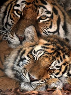 two tigers laying next to each other on top of dry leaves and dirt flooring