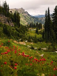 the mountains are covered with trees and wildflowers in the foreground, along with red flowers on the ground