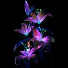 three purple flowers are lit up in the dark