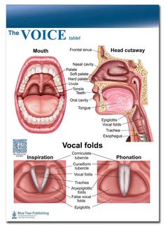 an image of the mouth and tongue with words describing it's different parts in english